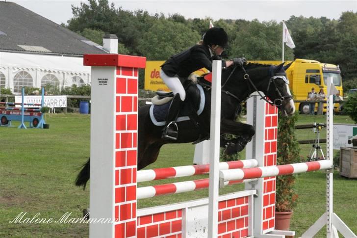 Welsh Pony (sec B) Dixie  / † / - landsstævne kallehavegaard
hvil i fred billede 5