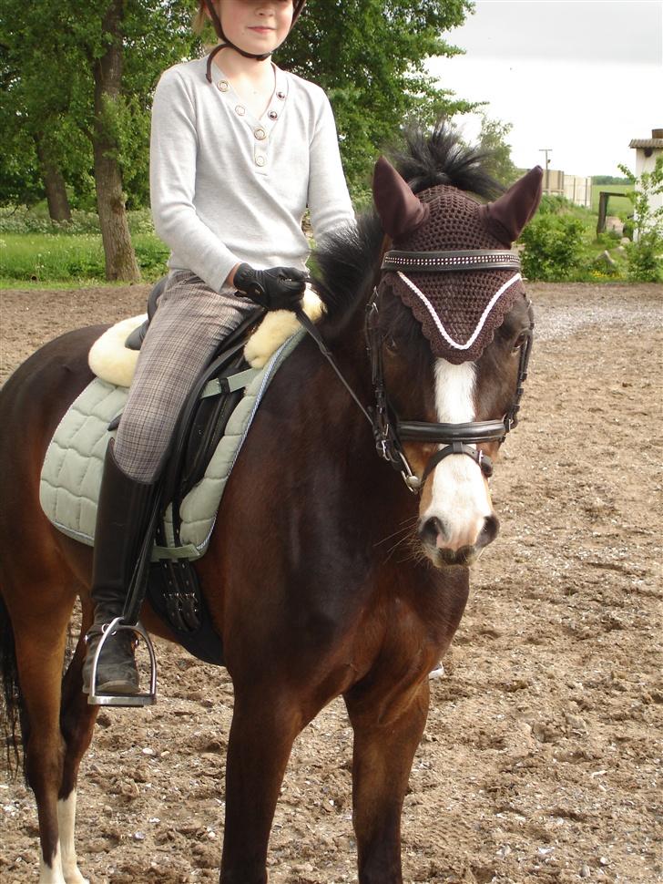 Welsh Pony (sec B) Dixie  / † / - Hjemme<3 billede 7
