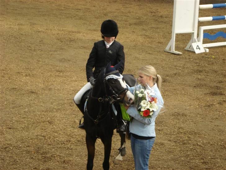 Welsh Pony (sec B) Dixie  / † / - vinder af ma billede 8