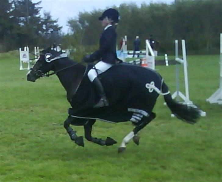 Welsh Pony (sec B) Dixie  / † / - æresrundte til distrikmesterskabet 2008 billede 9