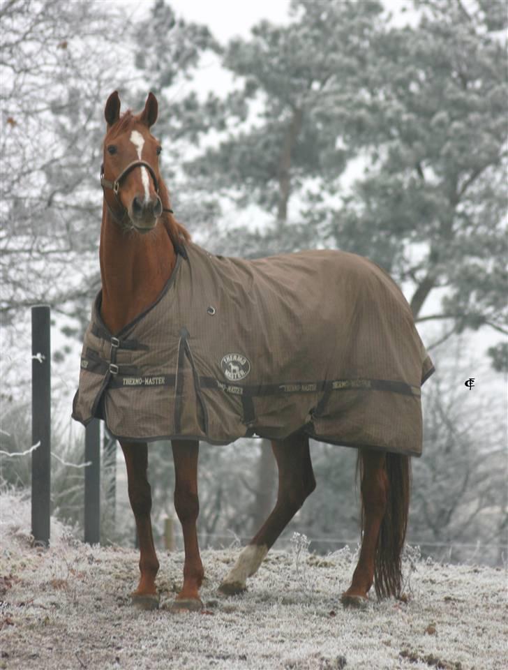 Westfaler Ninette - Musse på fold d. 17. december :) Det var den eneste "sne" vi fik... billede 11