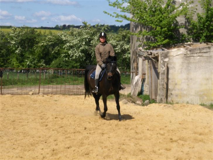 Anglo Araber (AA) Marino Campari Savnet  - Æv nu kan jeg ikk vise mig for de andre:( billede 2