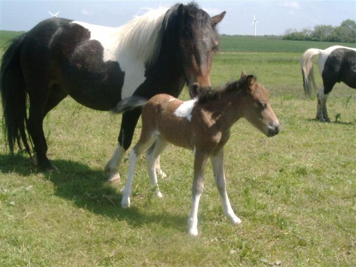 Shetlænder bianca /R.I.P billede 1