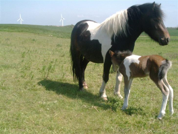 Shetlænder bianca /R.I.P billede 2