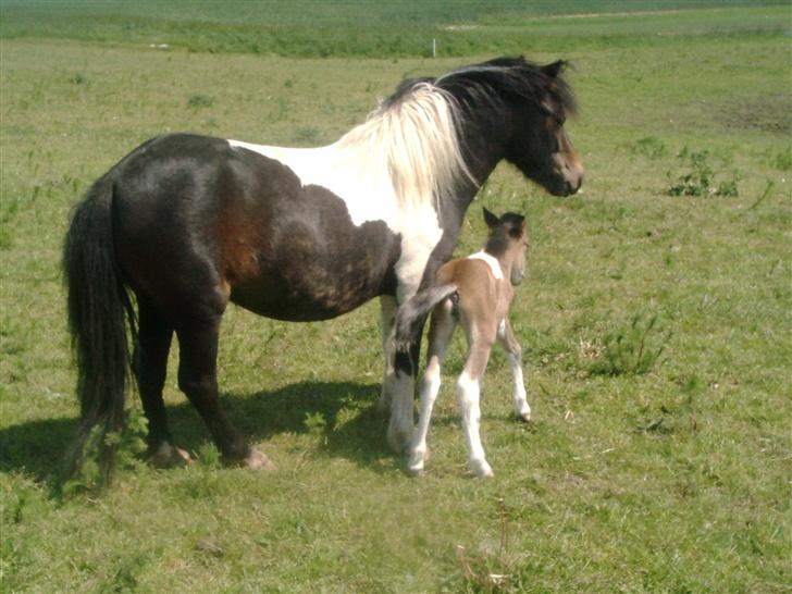 Shetlænder bianca /R.I.P billede 3