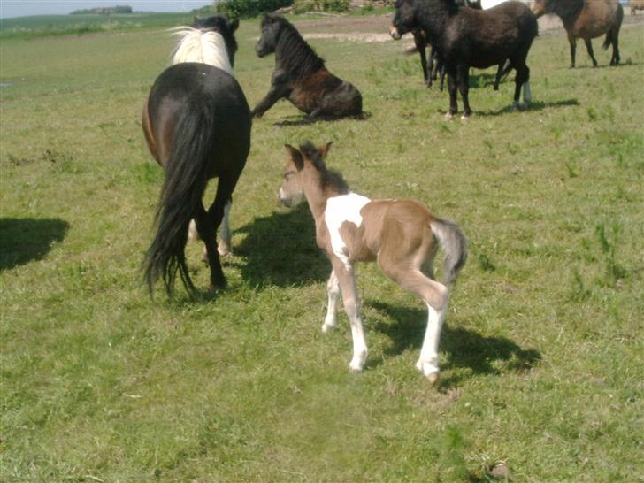 Shetlænder bianca /R.I.P billede 4