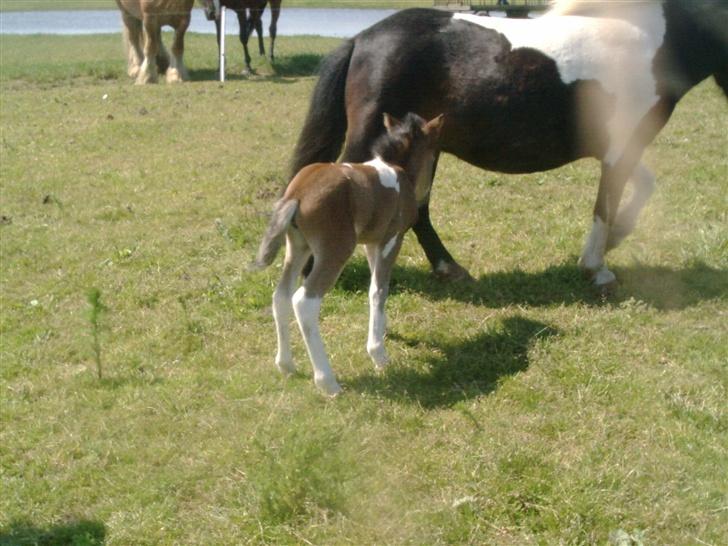 Shetlænder bianca /R.I.P billede 5