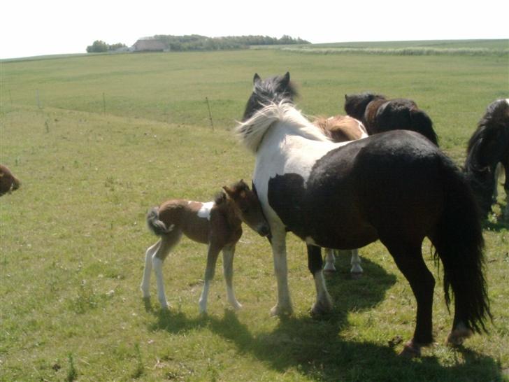 Shetlænder bianca /R.I.P billede 6