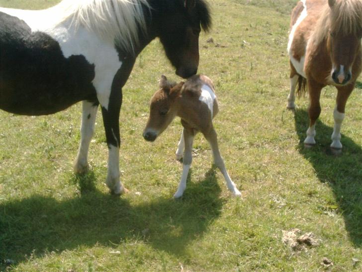 Shetlænder bianca /R.I.P billede 7