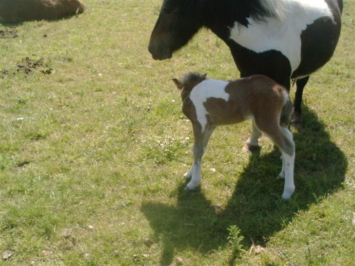 Shetlænder bianca /R.I.P billede 8