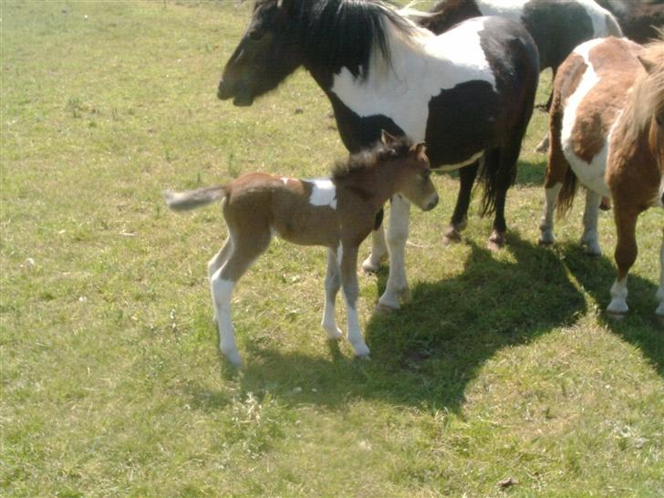 Shetlænder bianca /R.I.P billede 9