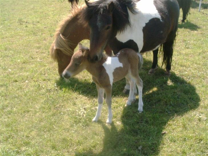 Shetlænder bianca /R.I.P billede 10