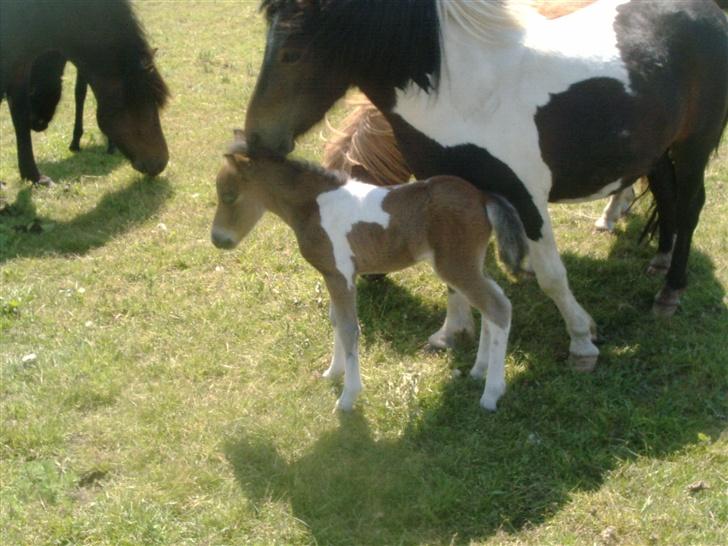Shetlænder bianca /R.I.P billede 11