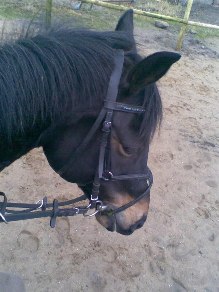 Anglo Araber (AA) Marino Campari Savnet  - Tager du Billeder eller hva? billede 5