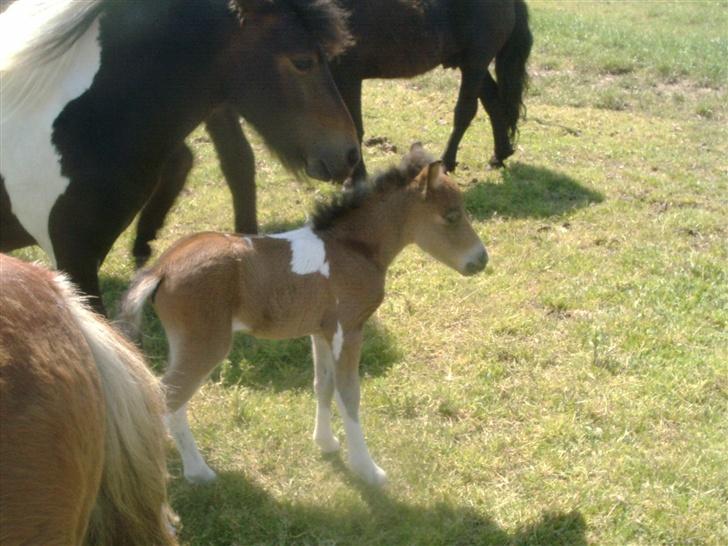 Shetlænder bianca /R.I.P billede 12