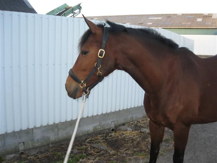 Dansk Varmblod Hedelykkes Lea-SOLGT-RIP billede 14