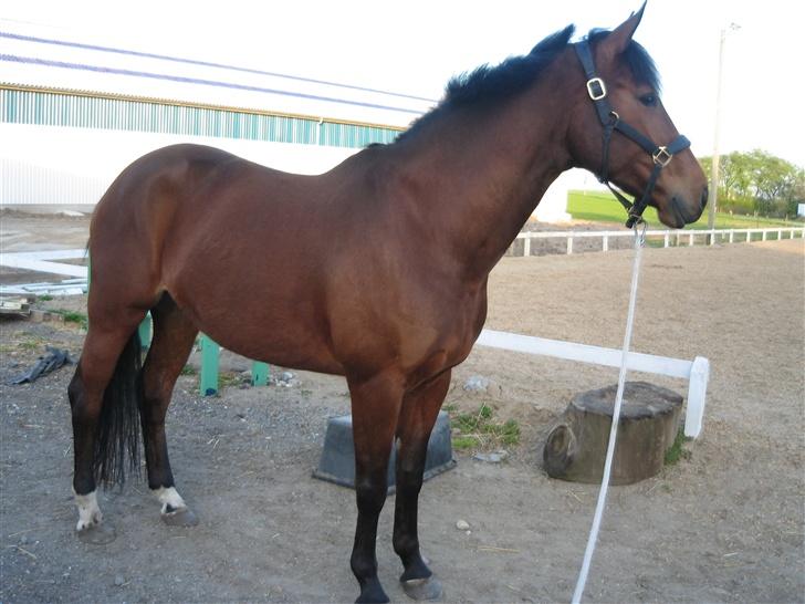 Dansk Varmblod Hedelykkes Lea-SOLGT-RIP billede 15