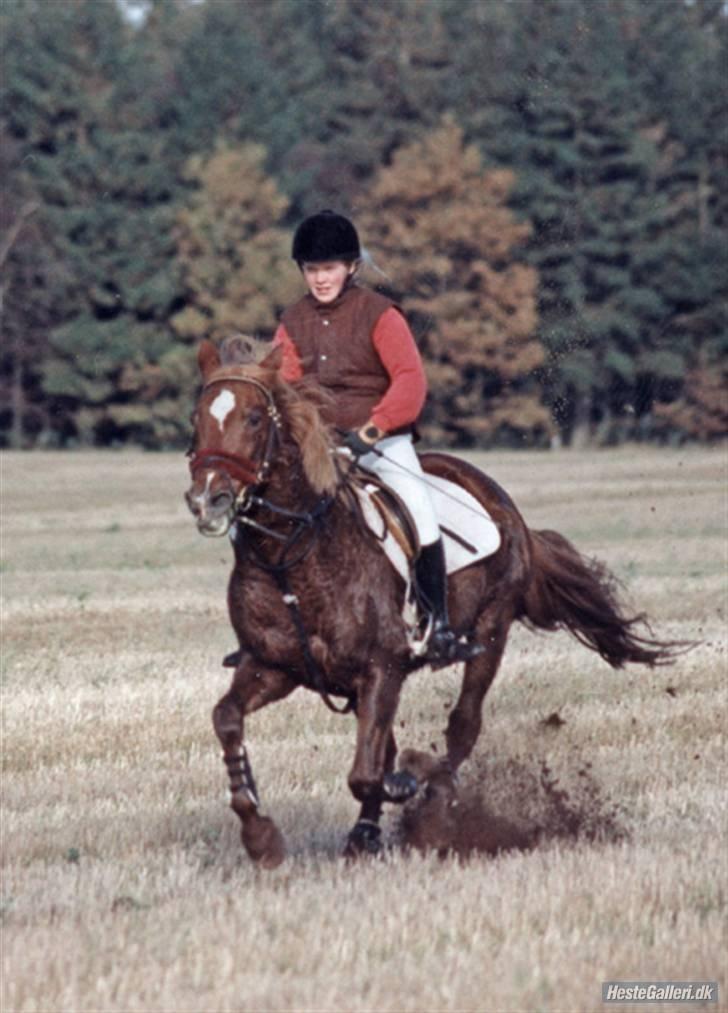 Anden særlig race efterl-charlston*charlie* - charlie til hubertusjagt... da vi var yngre ;P.. billede 9