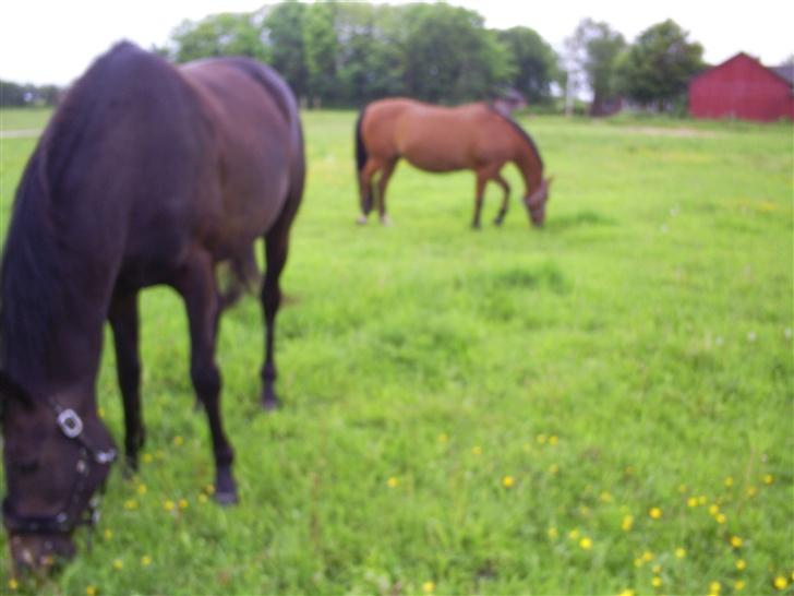 Dansk Varmblod Mon Ami(Borte 13.05.08) billede 12