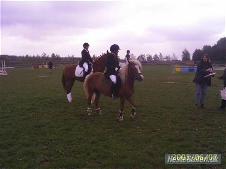 Anden særlig race Movie Star (Solgt.) billede 7