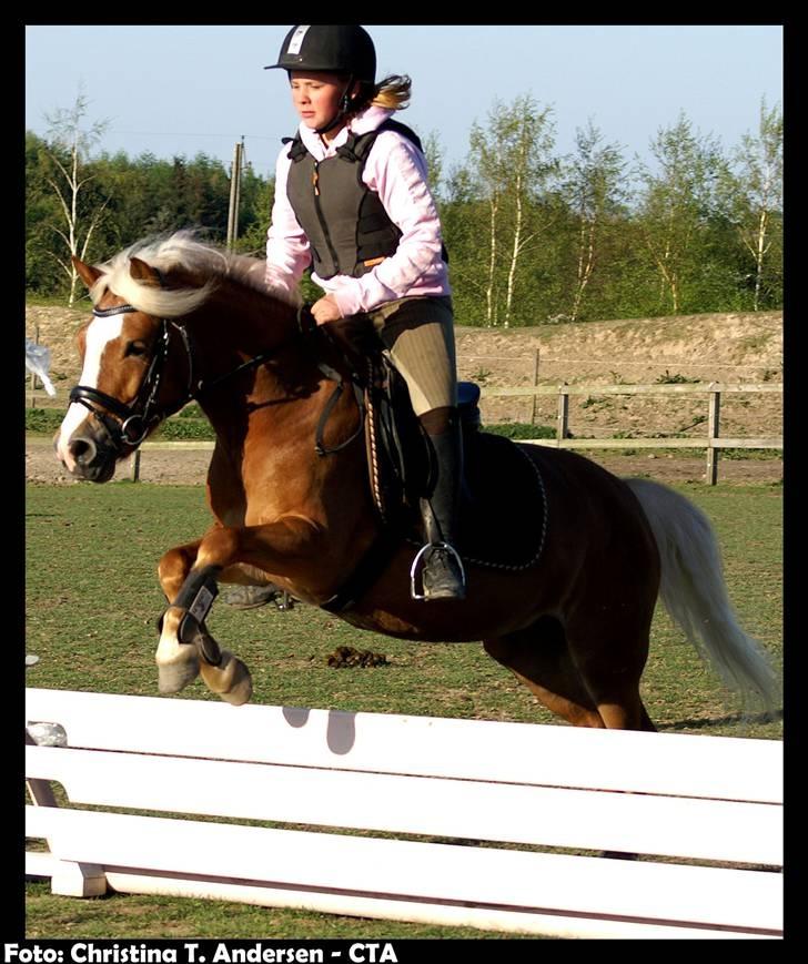 Anden særlig race Movie Star (Solgt.) - Copright CTA´ billede 8