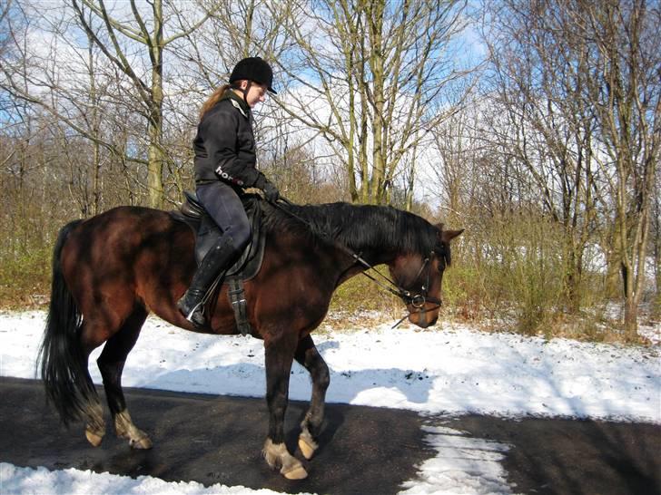 Dansk Varmblod   Victoria~Rest In Peace† - Nr. 7.  Da jeg prøvede at genoptræne hende for 2. gang. Hun havde altid været en flyvsk hest, hun fandt aldrig tryghed. Så hun blev nemt bange for alle mulige ting, i dette tilfælde noget sne :´b . billede 7