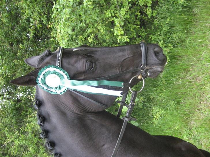 Hollandsk Sportspony Moonlight *SOLGT :´(* - mig og Mooni i Grindsted <333 vorse flotte 3 plads.. billede 10