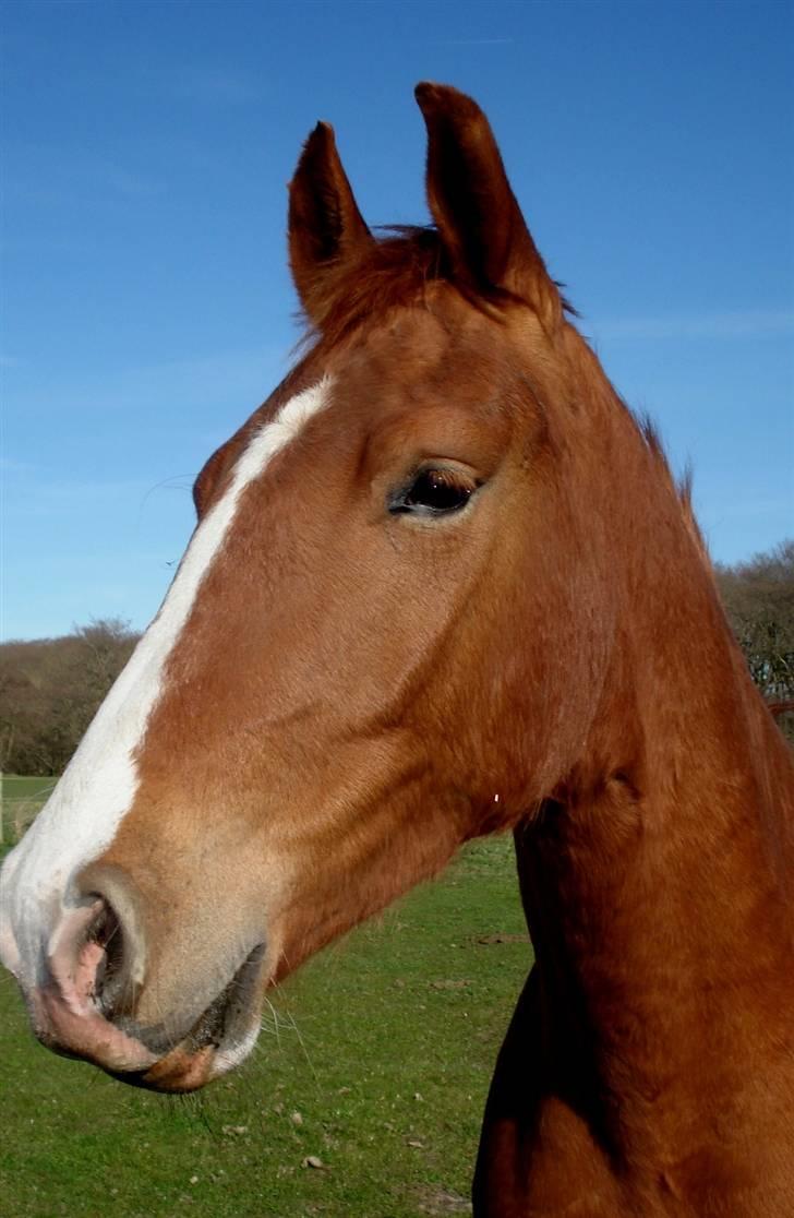Frederiksborg <3 Melissa <3 - 24-04-08 billede 2