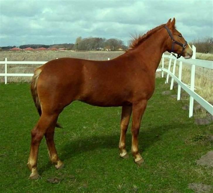 Frederiksborg <3 Melissa <3 - Melissa 2 år billede 3