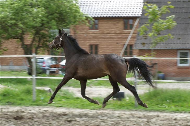 Dansk Varmblod Sundorfs Manon  - Manon 1. juni 2007 billede 8