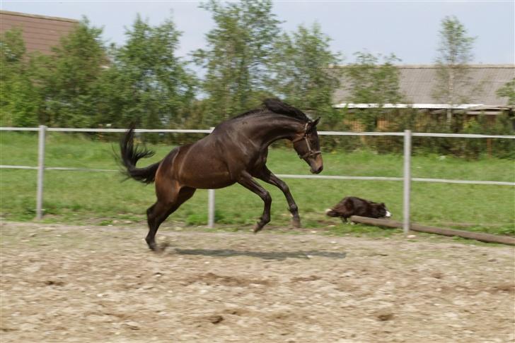 Dansk Varmblod Sundorfs Manon  - Stort bukke spring... billede 9