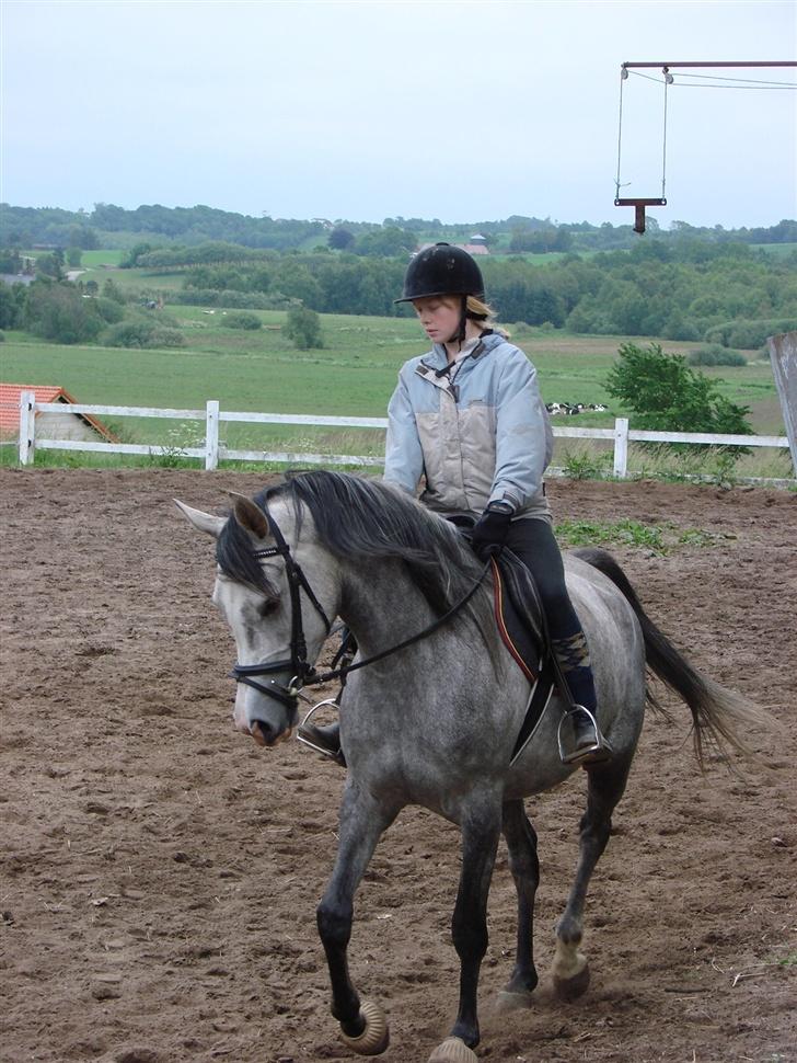 Arabisk fuldblod (OX) Mujallin (Solgt) - Smukke Mulle. billede 11