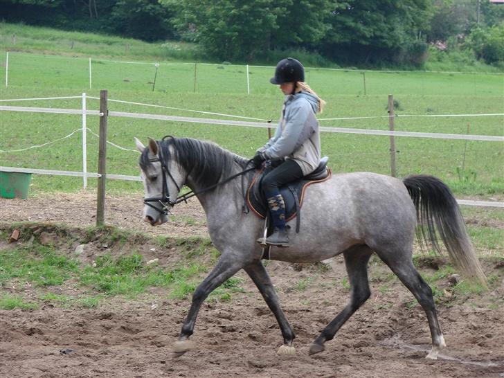 Arabisk fuldblod (OX) Mujallin (Solgt) - Ja, så traver vi lidt igen. billede 12