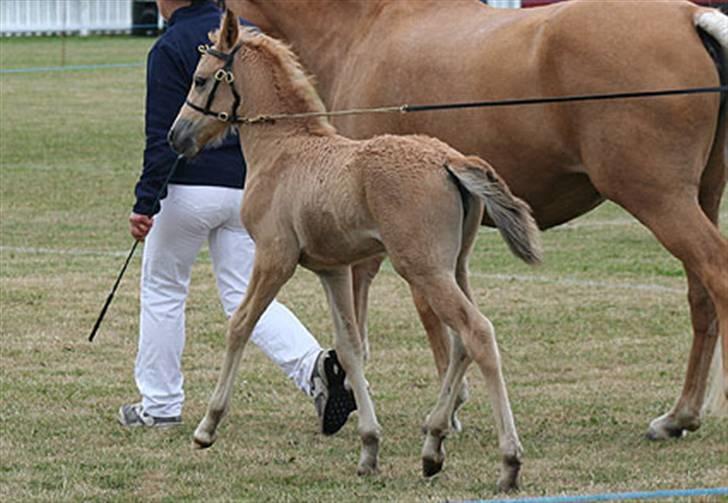 New Forest Stegstedgårds Filippa - Det Fynske Dyrskue 2007 billede 11