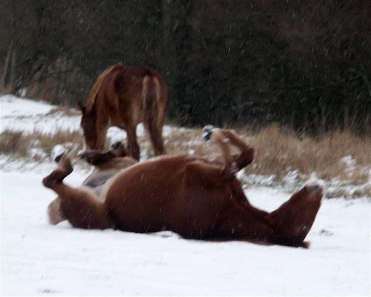 Frederiksborg <3 Melissa <3 - 3-1  07  sne hesten xD billede 6