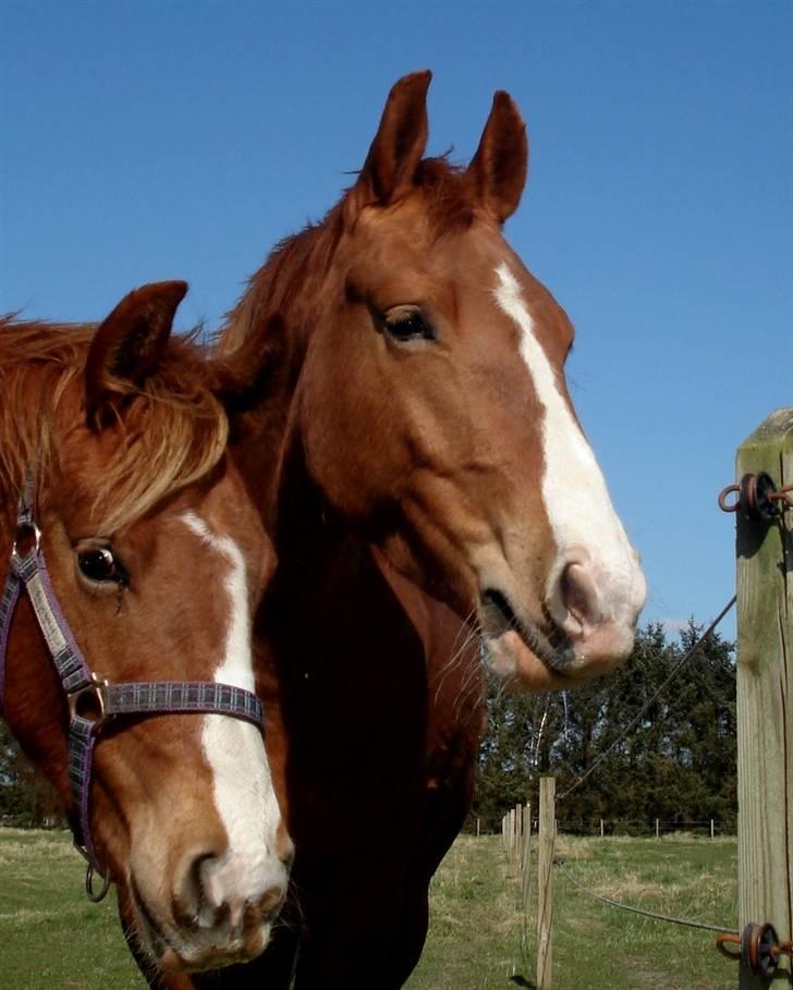 Frederiksborg <3 Melissa <3 - 21-04-08  Melissa til højre.. og lille søster Chabli til venstre :) billede 7