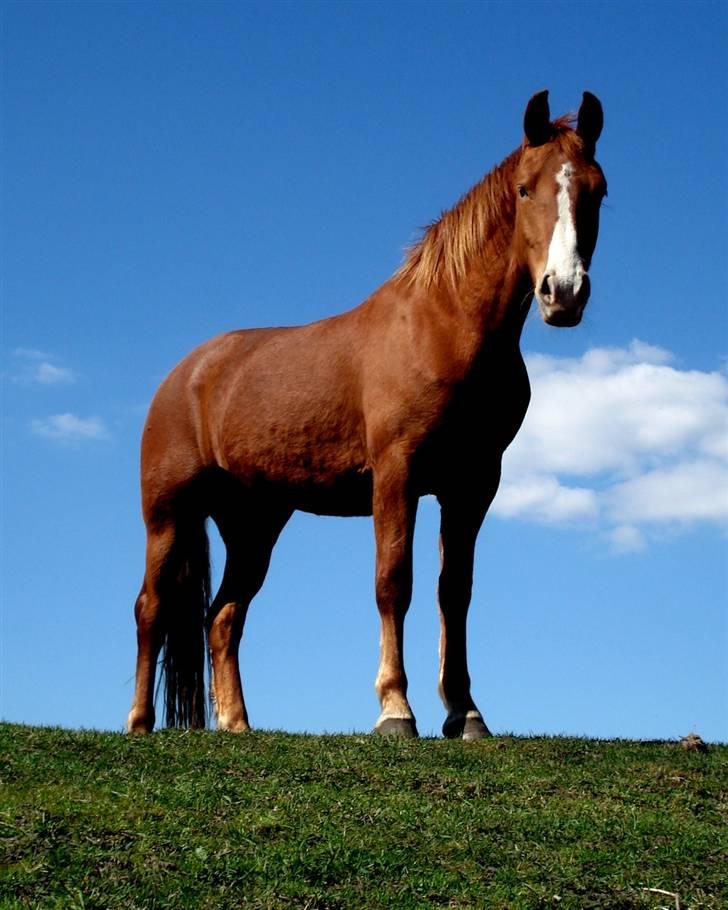 Frederiksborg <3 Melissa <3 - 31-04-08 billede 8