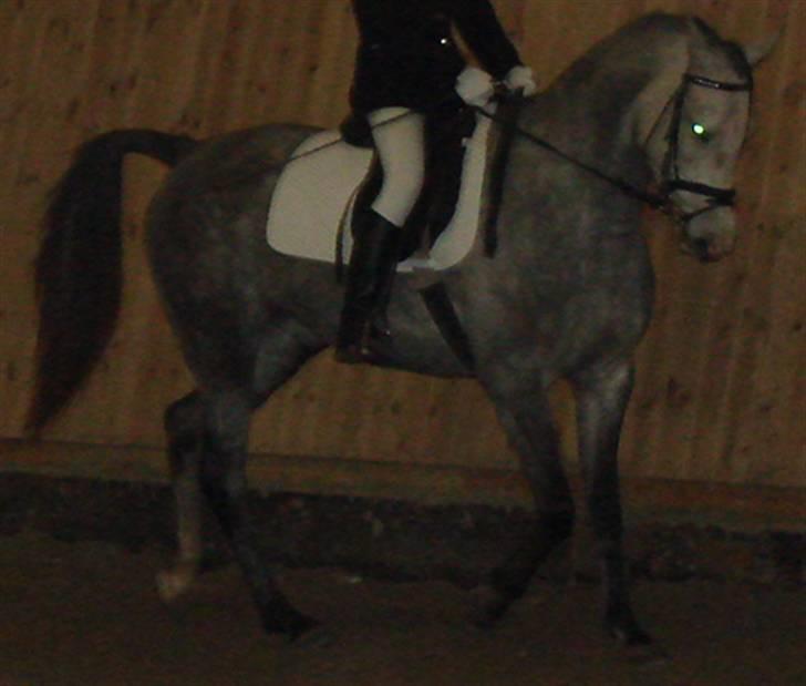 Arabisk fuldblod (OX) Mujallin (Solgt) - Flot tøs. billede 13