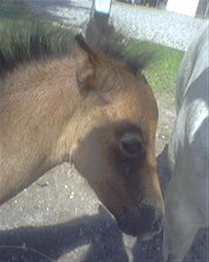 Welsh Pony af Cob-type (sec C) Skovbjergs Princess SOLGT billede 13