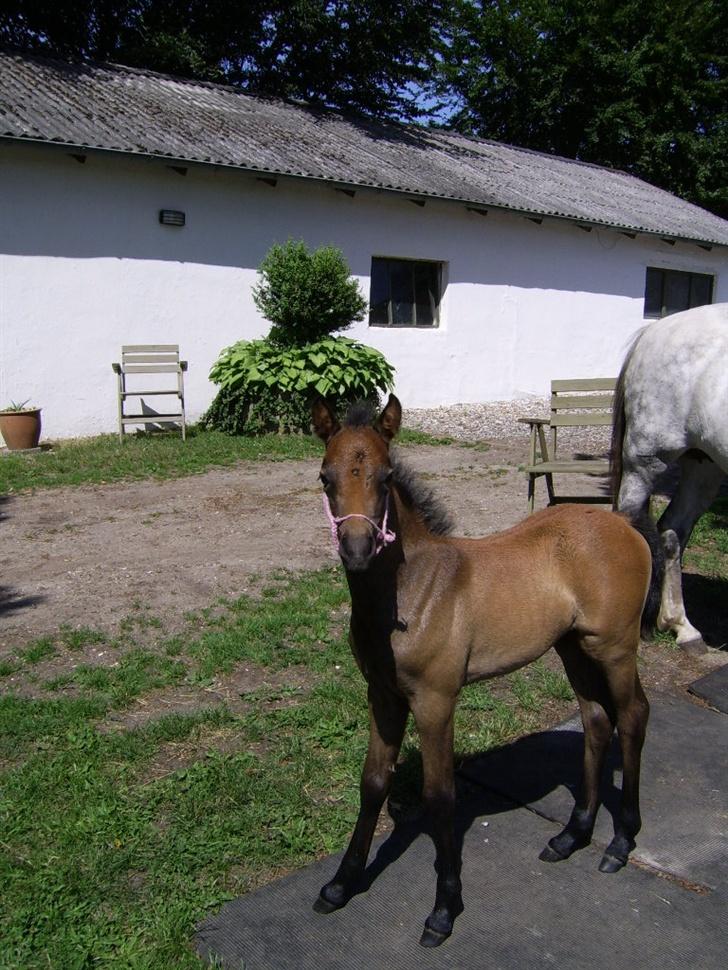Welsh Pony af Cob-type (sec C) Skovbjergs Princess SOLGT billede 14