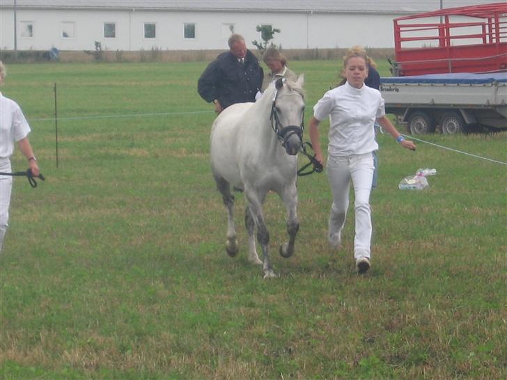 Welsh Pony (sec B) Skovbjergs Percy SOLGT. billede 7