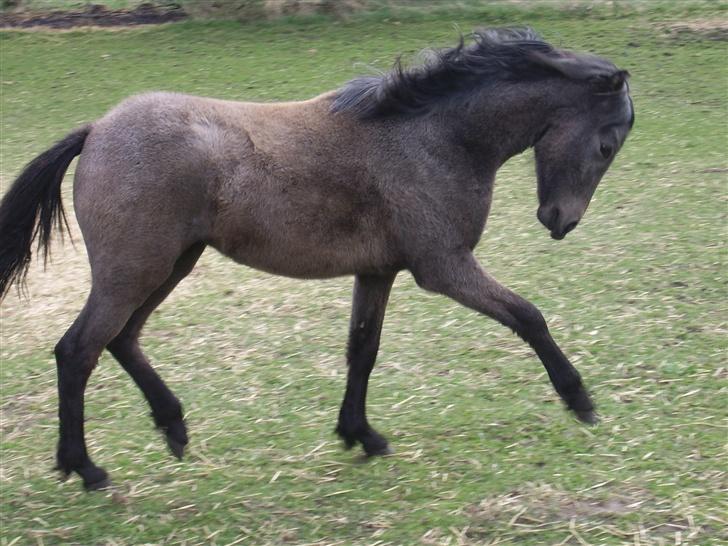 Welsh Pony af Cob-type (sec C) Skovbjergs Princess SOLGT billede 15