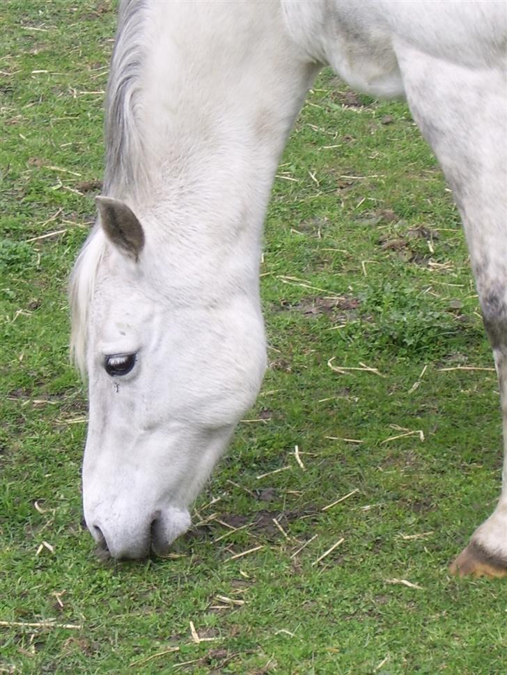 Welsh Pony (sec B) Skovbjergs Percy SOLGT. billede 12