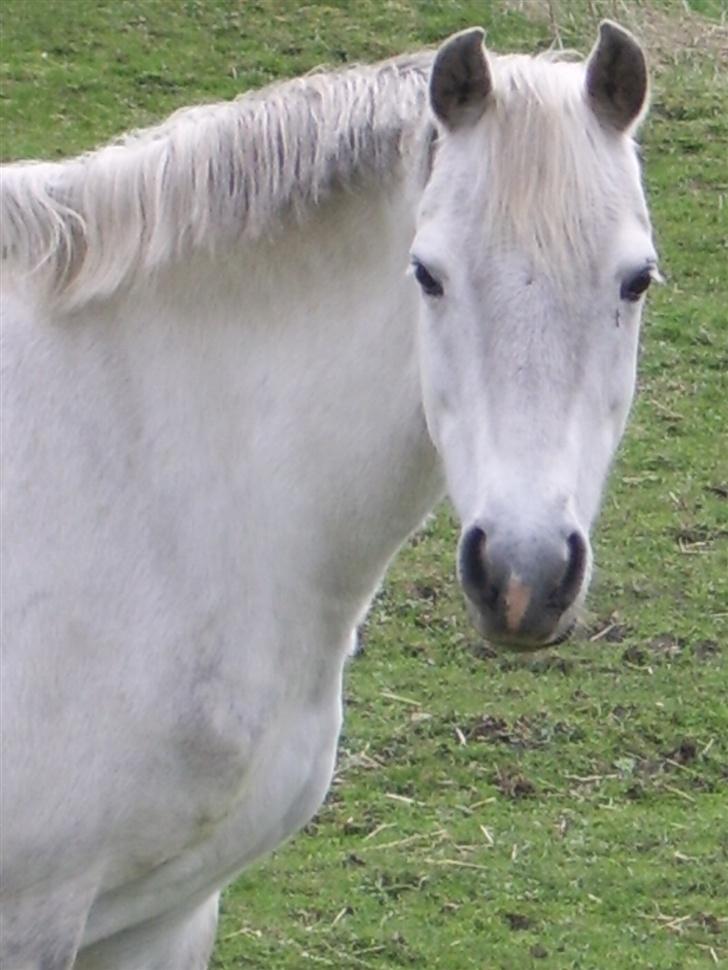 Welsh Pony (sec B) Skovbjergs Percy SOLGT. billede 13