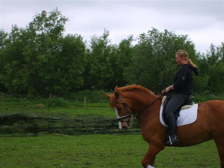 Anden særlig race Vestergaard´s Nicklas - Nicklas i ridning efter vinterens pause. billede 13