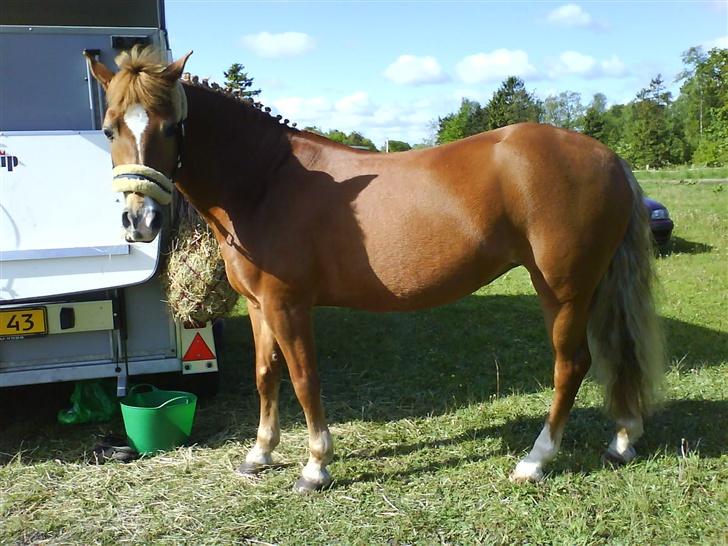 Anden særlig race Donna (SOLGT) ;( - Er til stævne i kragelund;O) billede 17
