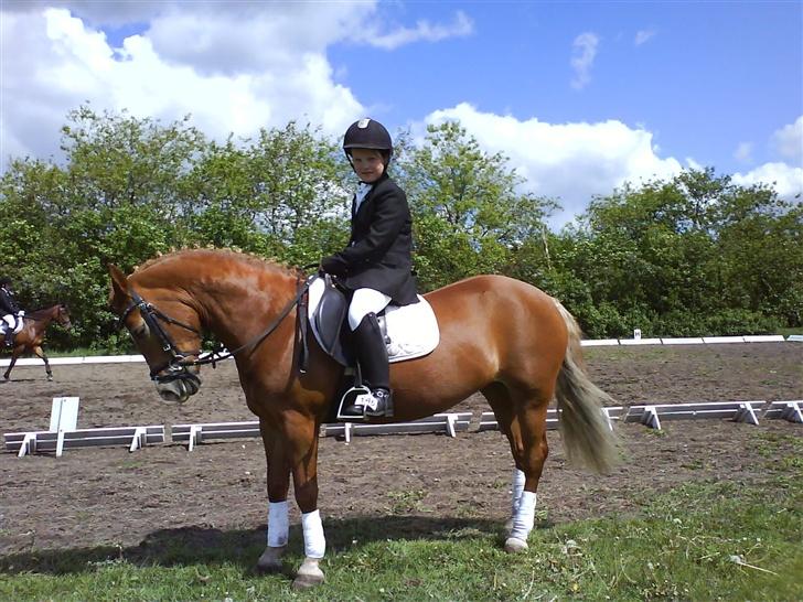 Anden særlig race Donna (SOLGT) ;( - Til Dressur;O) billede 18