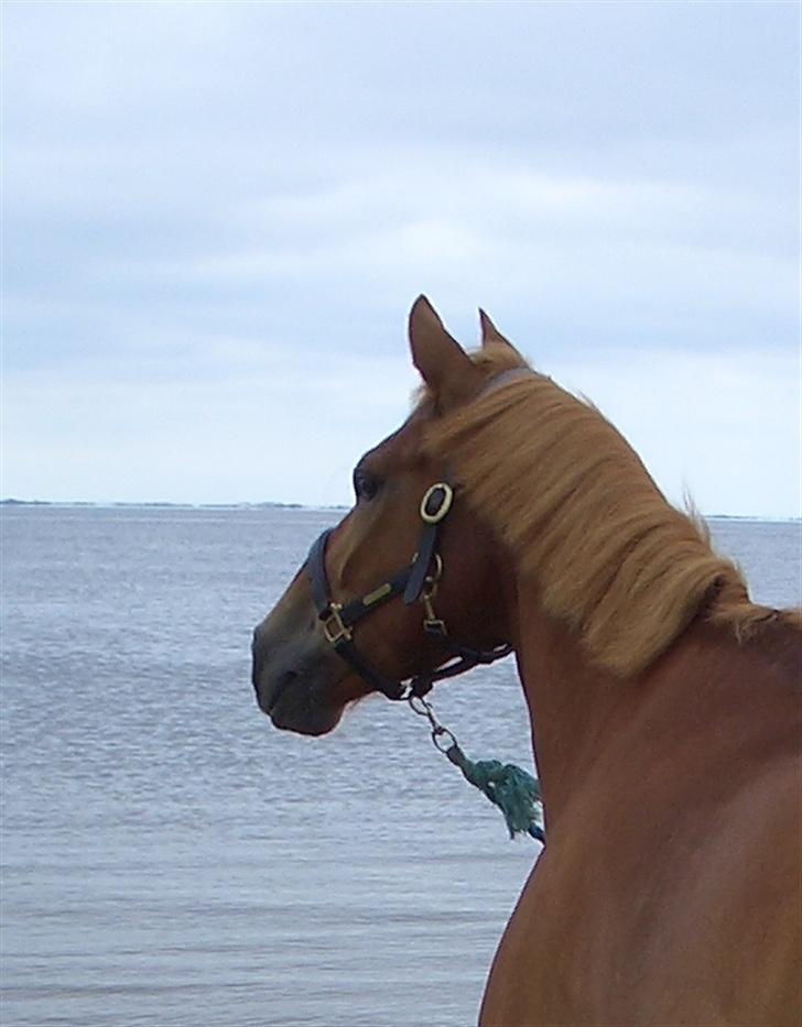 Anden særlig race Reebok´s Basse *Himlens* - Ved Sjelborg strand 2.6.2007 billede 10
