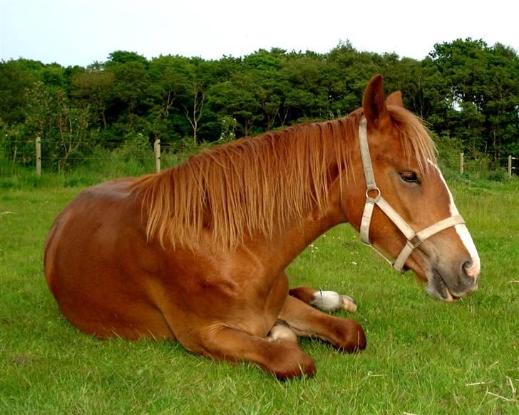 Frederiksborg <3 Chabli <3  - 29-05-08 billede 5