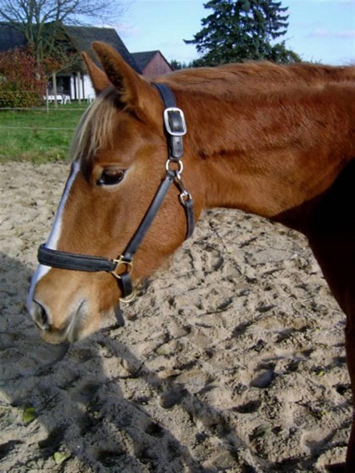 Frederiksborg <3 Chabli <3  - 1år og 2 mdr billede 6